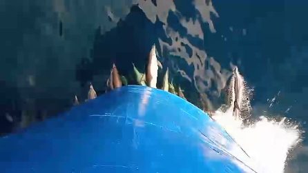 La danza dei delfini davanti al traghetto per Procida