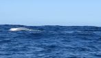 L'incontro emozionante con le balenottere azzurre nell'Oceano Atlantico