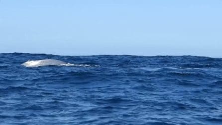L'incontro emozionante con le balenottere azzurre nell'Oceano Atlantico