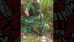 Castoro europeo salvato in Provincia di Novara