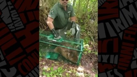 Castoro europeo salvato in Provincia di Novara