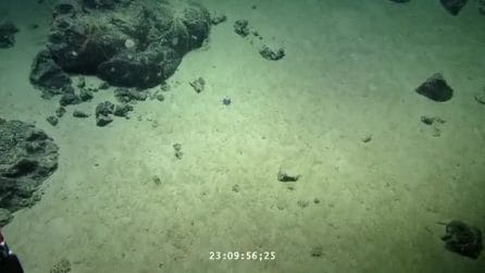 galapagos