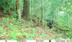 La gorilla Lenqui e il suo nuovo cucciolo