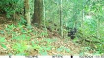 La gorilla Lenqui e il suo nuovo cucciolo