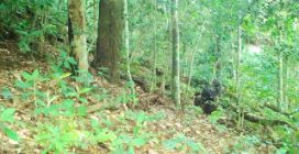 La gorilla Lenqui e il suo nuovo cucciolo