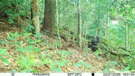 La gorilla Lenqui e il suo nuovo cucciolo