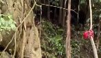 Laos, dieci giorni nel buio: salvati 5 minatori intrappolati in una grotta allagata