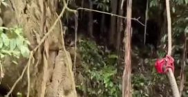 Laos, dieci giorni nel buio: salvati 5 minatori intrappolati in una grotta allagata