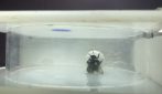 Bombi spostano pallina per raggiungere un fiore