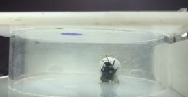 Bombi spostano pallina per raggiungere un fiore