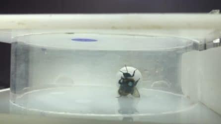 Bombi spostano pallina per raggiungere un fiore