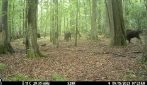 Lupi attaccano i bisonti nella foresta di Białowieża