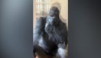 Gorilla "filosofo"