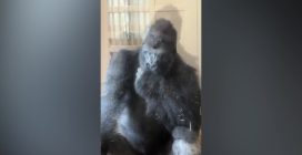 Gorilla "filosofo"