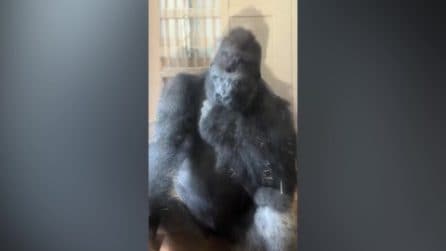 Gorilla "filosofo"