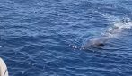 Famiglia di capodogli nuota nel mare di Sanremo