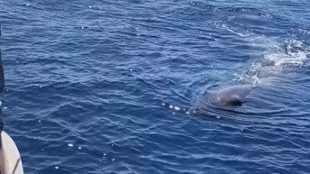 Famiglia di capodogli nuota nel mare di Sanremo