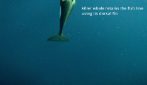 Orche controllano le lenza dei pescatori in cerca di tonni