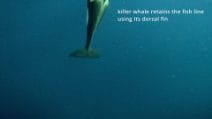 Orche controllano le lenza dei pescatori in cerca di tonni