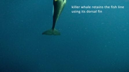 Orche controllano le lenza dei pescatori in cerca di tonni