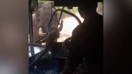 Elefante distrugge un bus in Sri Lanka