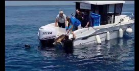 Cinque tartarughe salvate e curate, oggi sono state liberate di nuovo in mare a Ischia