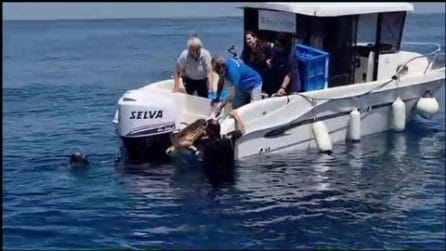 Cinque tartarughe salvate e curate, oggi sono state liberate di nuovo in mare a Ischia