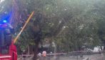 Vomero, messo in sicurezza un albero a rischio crollo