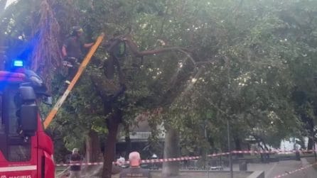 Vomero, messo in sicurezza un albero a rischio crollo