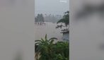 Cina, serpenti in fuga dopo il tifone Maysak