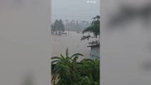 Cina, serpenti in fuga dopo il tifone Maysak