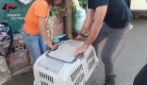 Oltre 100 cani sequestrati nel Palermitano