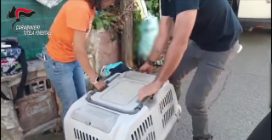 Oltre 100 cani sequestrati nel Palermitano
