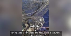 Reti anti uccelli sugli alberi