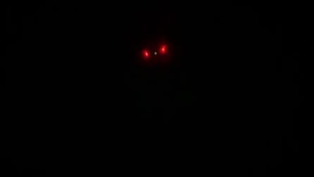Drone con termocamera per studaire il gabbiano corso in Salento