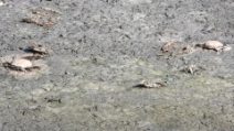 Moria di granchi blu al lago di Fogliano: migliaia di carcasse nei pressi di Rio Martino