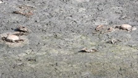 Moria di granchi blu al lago di Fogliano: migliaia di carcasse nei pressi di Rio Martino