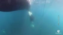 orca