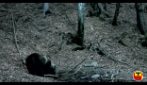 Orso avvistato e filmato nel Bergamasco
