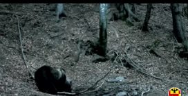 Orso avvistato e filmato nel Bergamasco