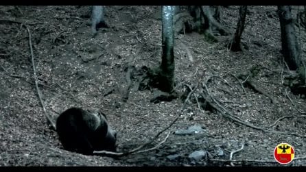 Orso avvistato e filmato nel Bergamasco