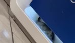 Un topo in giro all'Aeroporto di Napoli-Capodichino, stupore ai check-in. E i turisti girano video