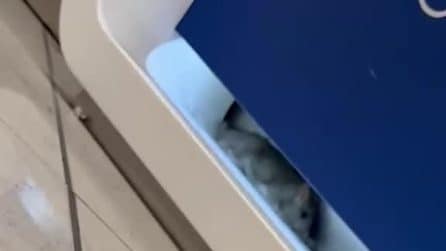 Un topo in giro all'Aeroporto di Napoli-Capodichino, stupore ai check-in. E i turisti girano video