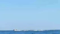 Foca monaca a caccia nel mare di Punta Campanella