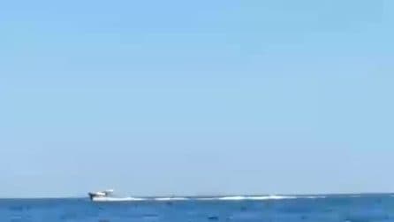 Foca monaca a caccia nel mare di Punta Campanella