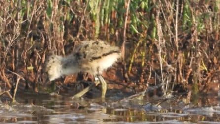 Il video dei cavalieri d'Italia nati al Parco Nazionale del Circeo: le splendide immagini