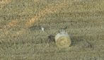 Cucciolo di cane adottato da un branco di lupi in Grecia