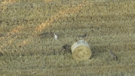 Cucciolo di cane adottato da un branco di lupi in Grecia
