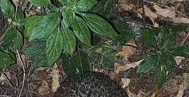 Un riccio pratica l'autosputo in un parco di Roma dopo aver masticato pelo di cane