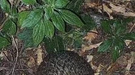 Un riccio pratica l'autosputo in un parco di Roma dopo aver masticato pelo di cane